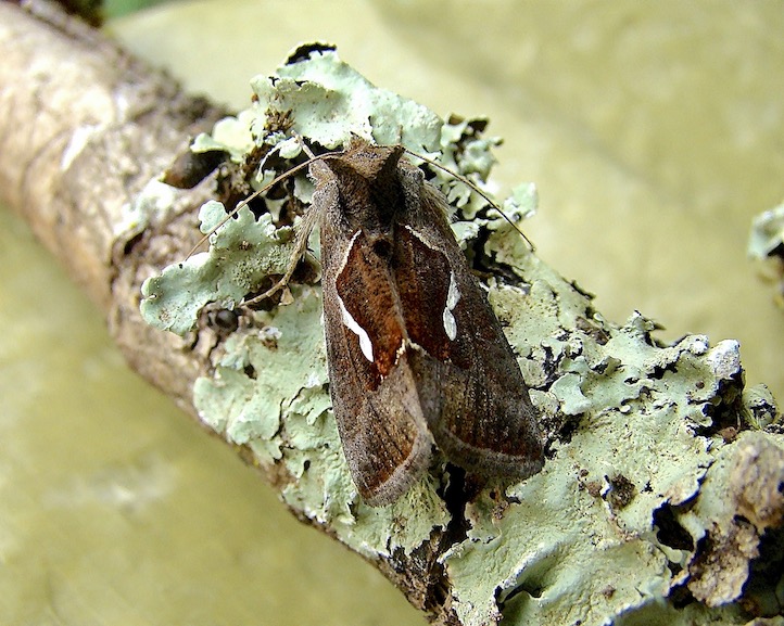 Dewick's plusia
